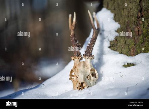 Herbivore Skull Hi Res Stock Photography And Images Alamy