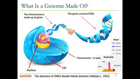 Computer Architecture Lecture 3a Introduction To Genome Sequence