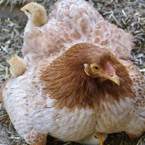 Introducing New Chickens To Your Flock Proven Step By Step Method