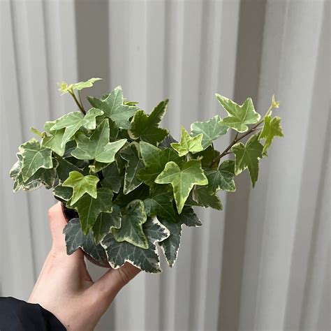 Hedera Helix Trailing Variegated Ivy 9cm14cm Pots One Click Plants