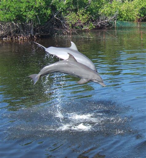 Dolphins In Cuba E2bn Gallery