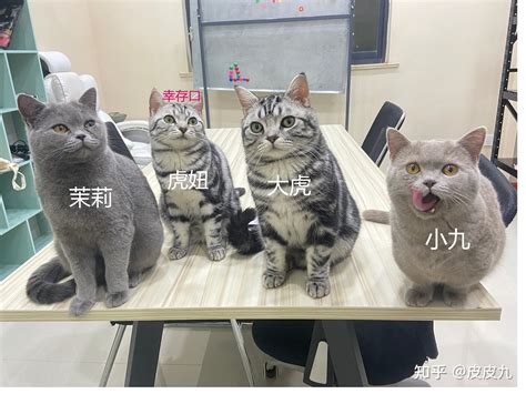 猫咪绝育前后区别有多大？说出来你可能不信！过来猫的亲身体会 知乎