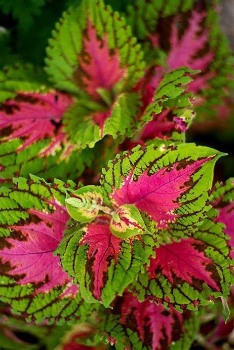 Kong Series Mix Coleus Shade Garden Container Plants Plants