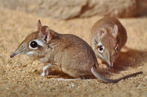 Top 10 elephant shrew ideas and inspiration
