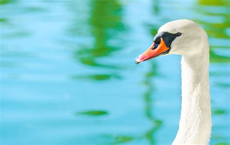 White Swan Closeup On Green Water Background Stock Photo Download