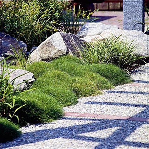 10 x Festuca gautieri Ziergras Gräser Stauden Ziergräser