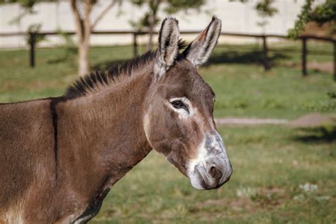 What's the Difference Between Donkeys and Mules?