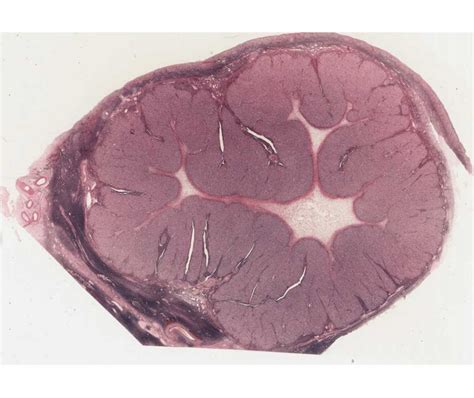 Histology Laboratory Manual