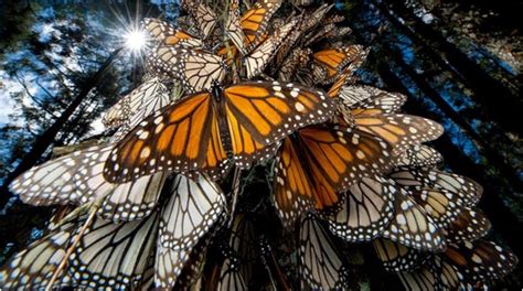 Reforestan Reserva De La Biosfera Mariposa Monarca En M Xico Latam Green