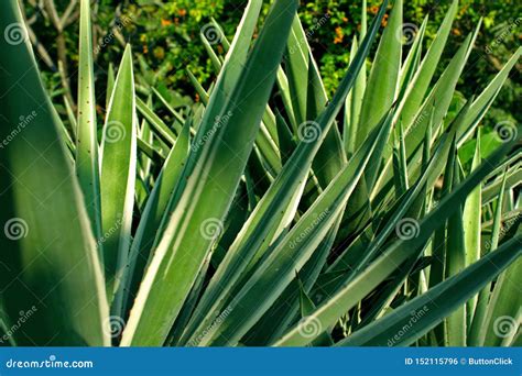 Sharp Leaves Green Plant With Spikes Natural Background Stock Photo