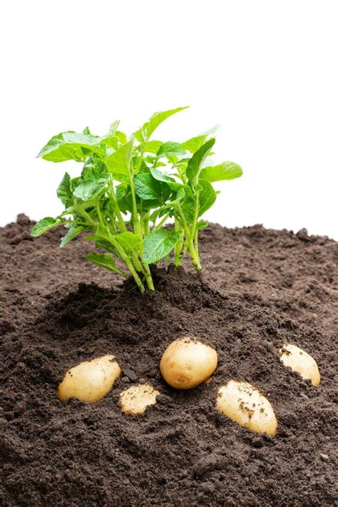 Brotes De La Patata Con Los Bulbos Del Beb En El Suelo Aislado En