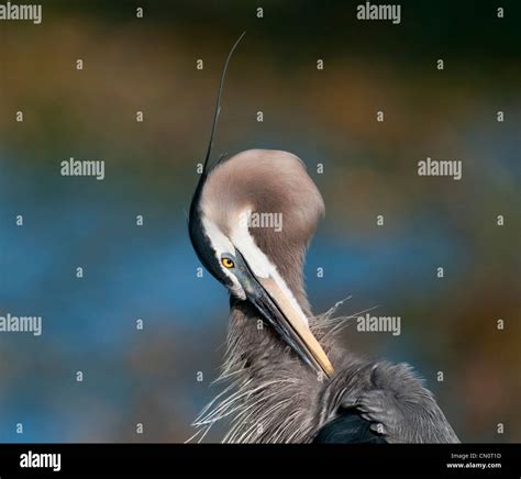 Great Blue Heron Preening Stock Photo Alamy