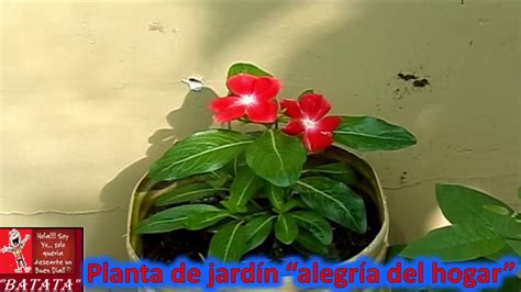 Planta Y Flor Alegria Del Hogar Impatiens Walleriana YouTube