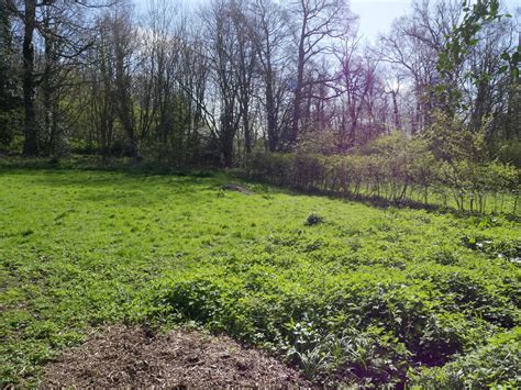 Hedge Bordering Grassy Area David Pashley Cc By Sa Geograph