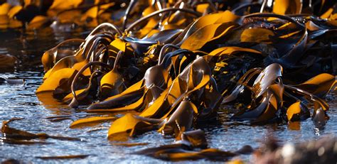 Tang Tare og Sjøgress hva er forskjellen Lofoten Seaweed From