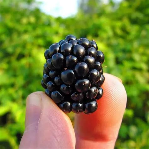 Ouachita Thornless Blackberry Plant