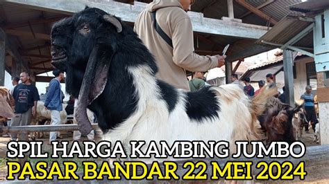 Spill Harga Kambing Jantan Jumbo Siap Qurban Pasar Hewan Bandar