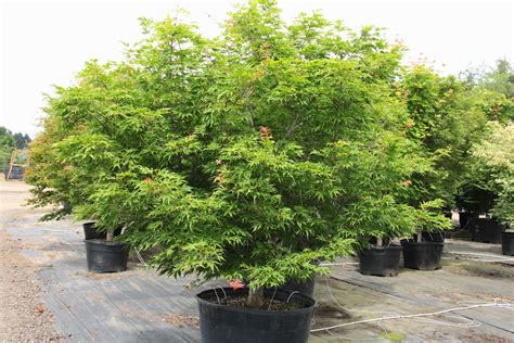 Buy Acer Palmatum Spring Delight Specimen Conifer Kingdom