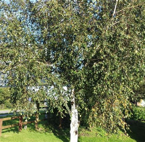 Betula Pendula Farmyard Nurseries