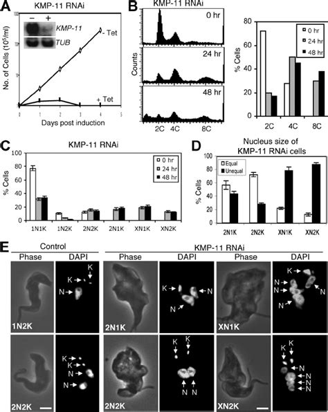 Rnai Silencing Of Kmp In The Bloodstream Form Of T Brucei A A