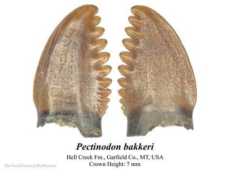 Pectinodon Tooth Dinosaurs The Fossil Forum