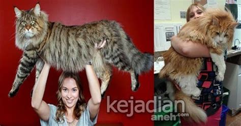 Sejarah Maine Coon Kucing Terbesar Di Dunia Pengenalan Kucing Parsi