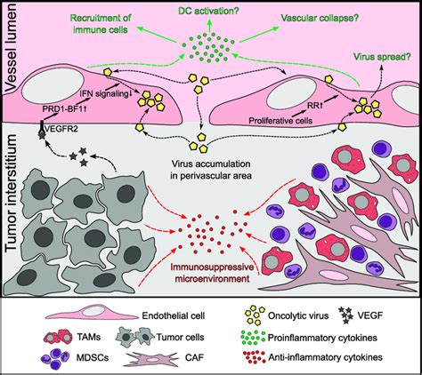 Tumor Microenvironment Sensitizes Endothelium For Ov Infection