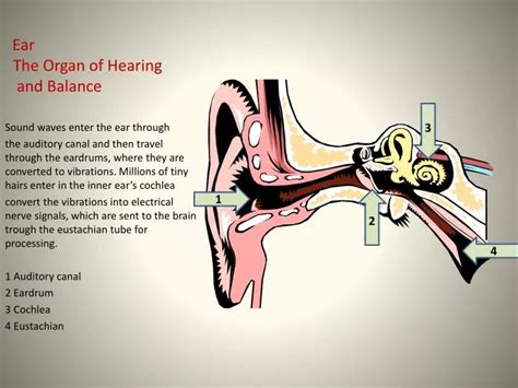 Hearing And Balance Labeled