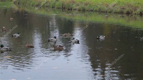 Patos En El Agua En El Estanque Del Parque De La Ciudad Patos Salvajes