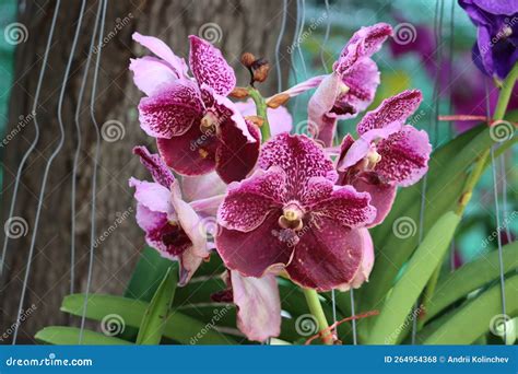 Vanda Sanderiana That Is The Queen Of Philippine Flowers Stock Photo