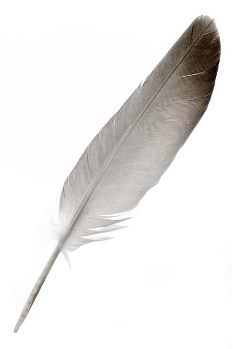 Native American Indian Feathers – True Blue Spirit