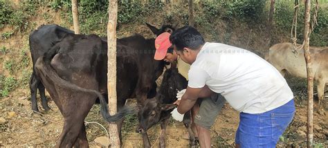 लम्पी स्किन संक्रमणबाट गोरू मर्‍यो रोपाइँ कसरी गर्ने रासस