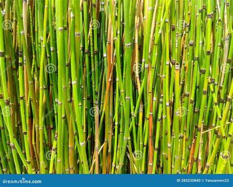 Water bamboo plant stock photo. Image of green, fresh - 283235840