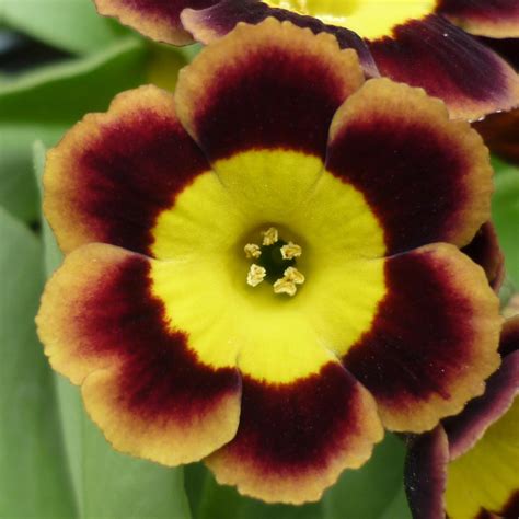 Auricula Sumo Summerdale Garden Nursery