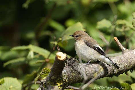 Gobemouche Noir Ficedula Hypoleuca European Pied Flyca Flickr