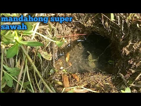 Spot Sawah Rawa Ini Jarang Yang Mancing Padahal Banyak Belut Besarnya