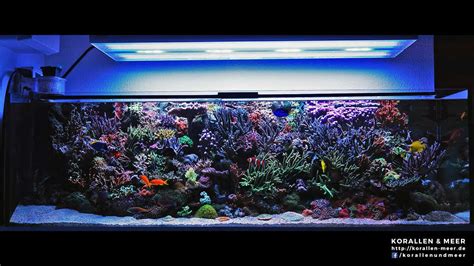 1000l Meerwasseraquarium 265gal Reef Tank YouTube