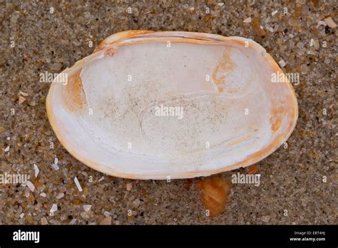 Pullet Carpetclam Pullet Venus Pullet Carpet Shell Venerupis