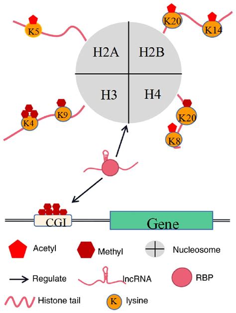 Lncrnas Regulate Gene Expression By Binding Rbps To Regulate Histone