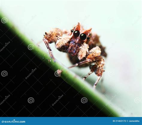 Portia Spider stock photo. Image of hunter, small, unique - 21465172