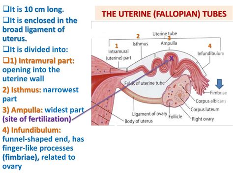 Ppt Anatomy Of The Female Reproductive System Powerpoint Presentation Id2155793