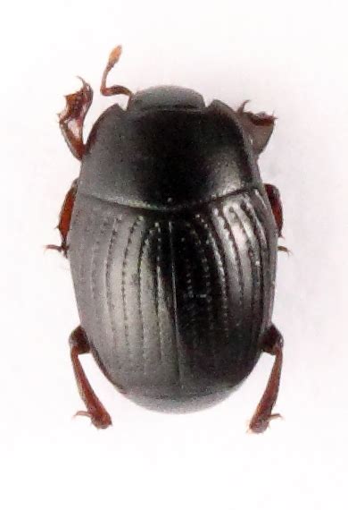 R F Insecta Coleoptera Histeridae Carcinops Carcinops