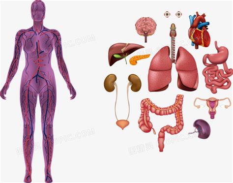 矢量人体内脏解剖图片免费下载 PNG素材 编号1xrinon41 图精灵