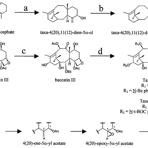 A Outline Of The Taxol Biosynthetic Pathway The Cyclization Of Download Scientific Diagram