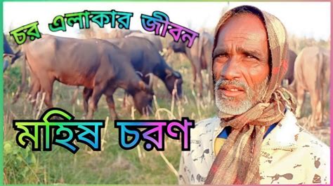 চর এলকর জবন চর এলকয মহষ চরণ গরমর পরকত সনদরয