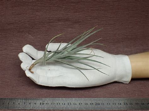 Yahoo Tillandsia Lorentziana Blue Flower