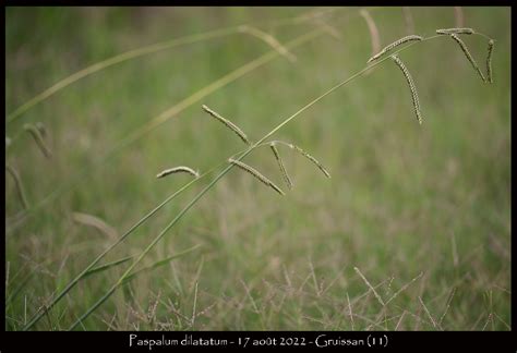 Paspalum Dilatatum