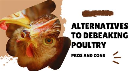 Alternatives To Debeaking Poultry Pros And Cons Backyard Chickens