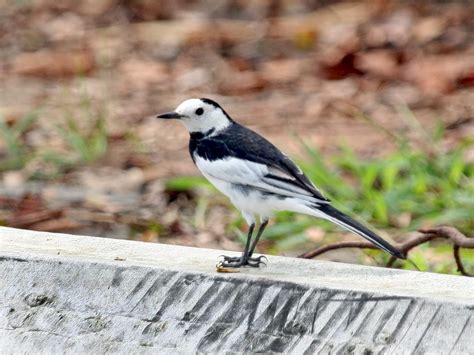 White Wagtail Ebird