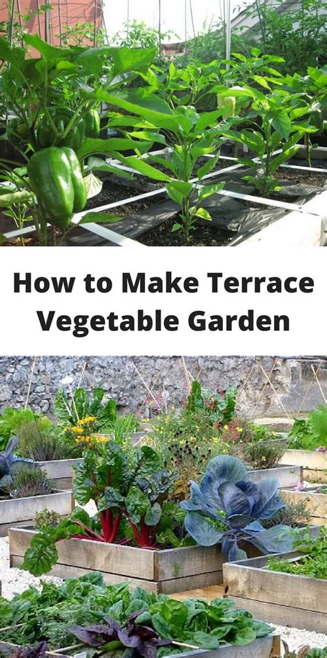 How To Make Terrace Vegetable Garden Complete Tutorial Vegetable